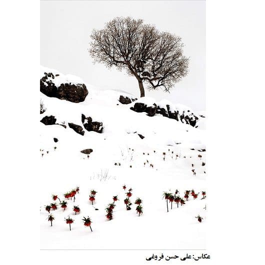 عکس ماه اسفند